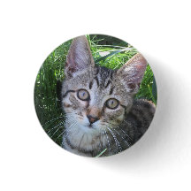 Grå Tabby Katt Knapp