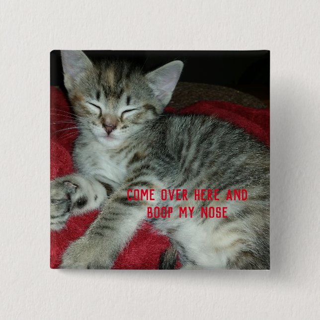 Grå tabby kattunge boop min näsa knapp (Framsida)