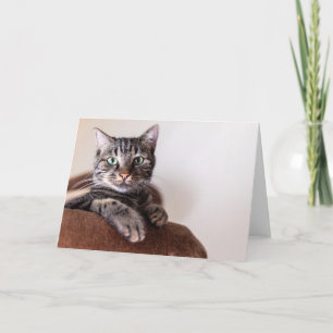 Grå tabbykatt som ligger på ett gratulationskort m tack kort