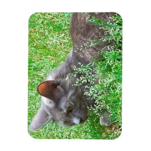 Grå Tortie katt Magnet