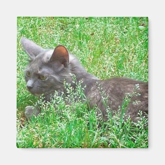 Grå Tortie katt Magnet