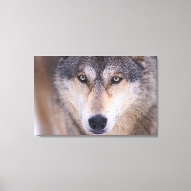grå ulv, Canis lupus, närbild på ögon Canvastryck (Framsida)