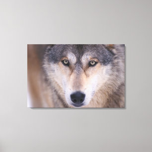 grå ulv, Canis lupus, närbild på ögon Canvastryck