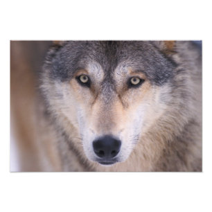 grå ulv, Canis lupus, närbild på ögon Fototryck