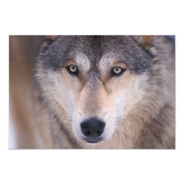 grå ulv, Canis lupus, närbild på ögon Fototryck (Framsidan)