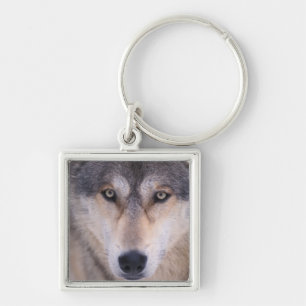 grå ulv, Canis lupus, närbild på ögon Fyrkantig Silverfärgad Nyckelring