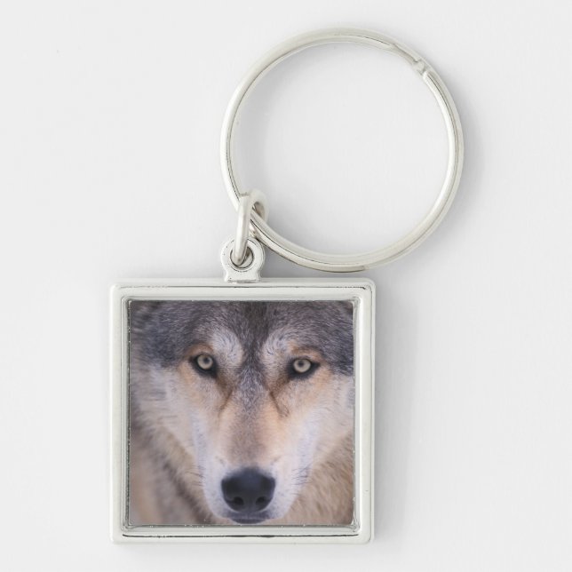 grå ulv, Canis lupus, närbild på ögon Fyrkantig Silverfärgad Nyckelring (Framsidan)