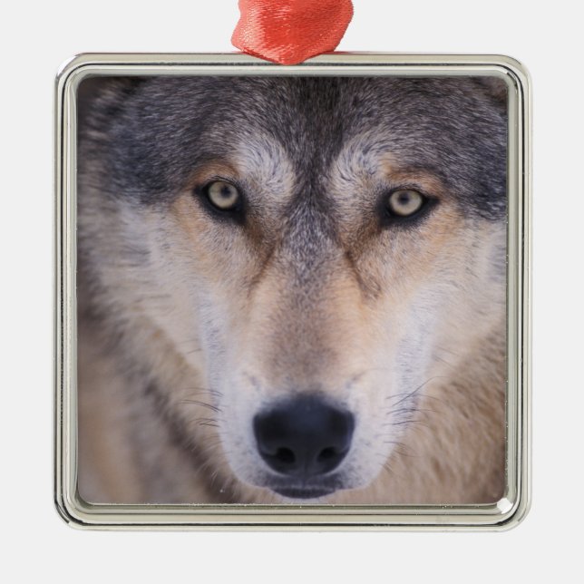 grå ulv, Canis lupus, närbild på ögon Julgransprydnad Metall (Framsidan)