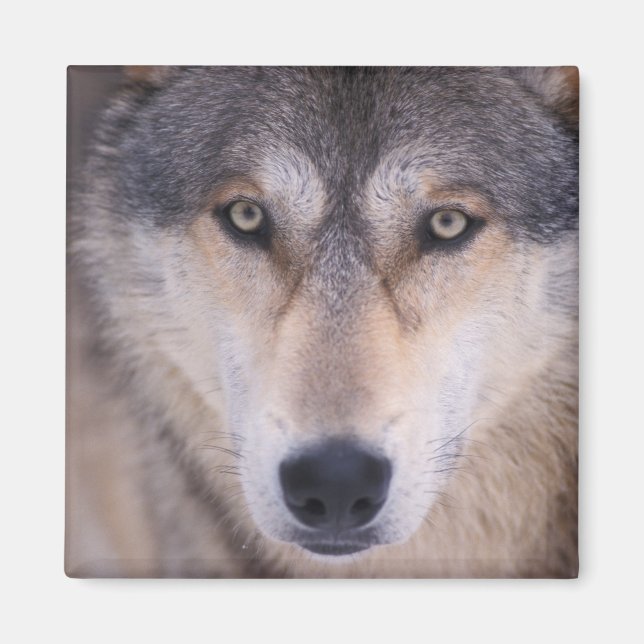 grå ulv, Canis lupus, närbild på ögon Magnet (Framsidan)
