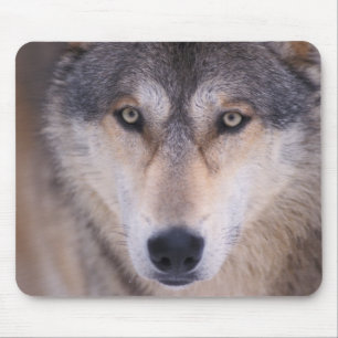 grå ulv, Canis lupus, närbild på ögon Musmatta