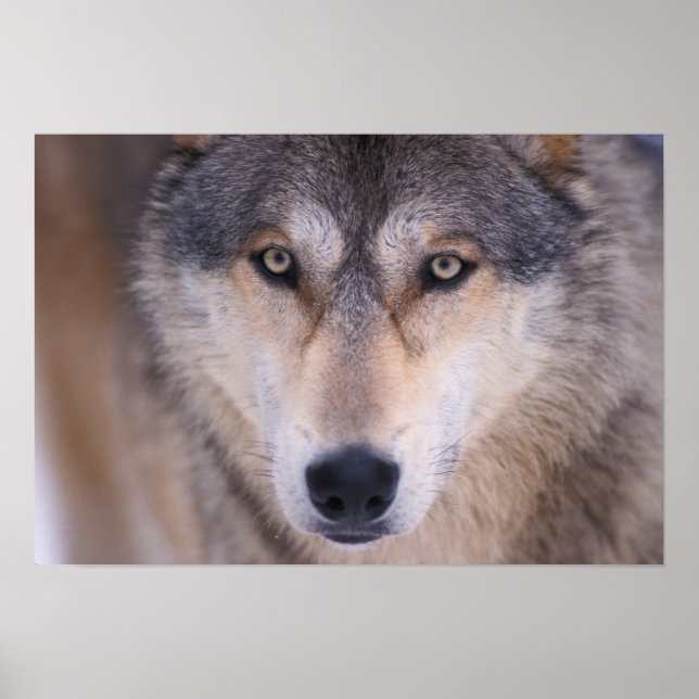 grå ulv, Canis lupus, närbild på ögon Poster (Framsidan)