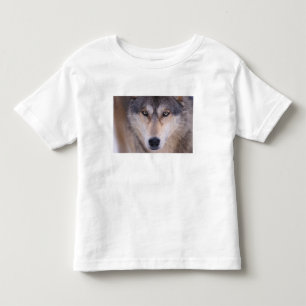 grå ulv, Canis lupus, närbild på ögon Tee