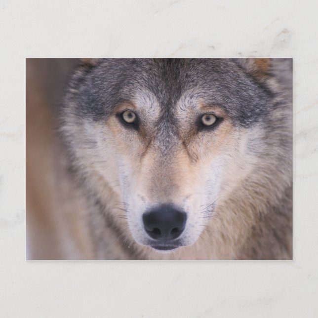 grå ulv, Canis lupus, närbild på ögon Vykort (Framsida)