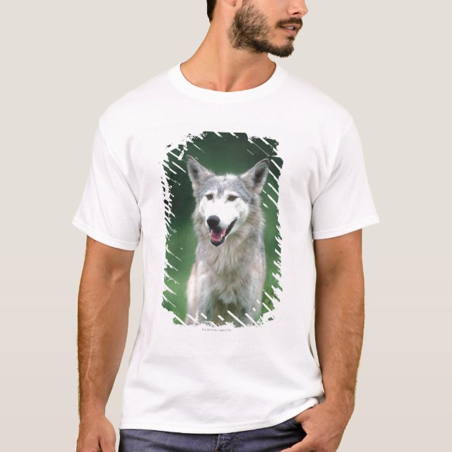 Grå varg 2 tee shirt (Framsida)