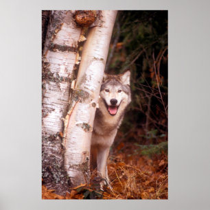 Grå varg bakom ett träd poster