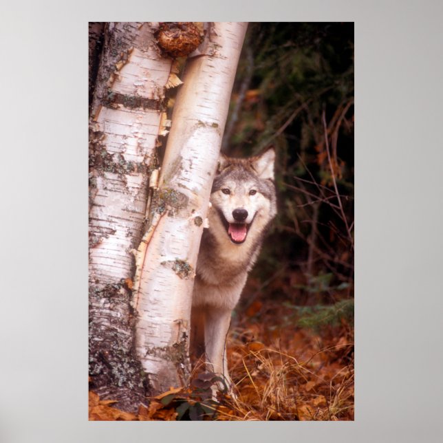Grå varg bakom ett träd poster (Framsidan)