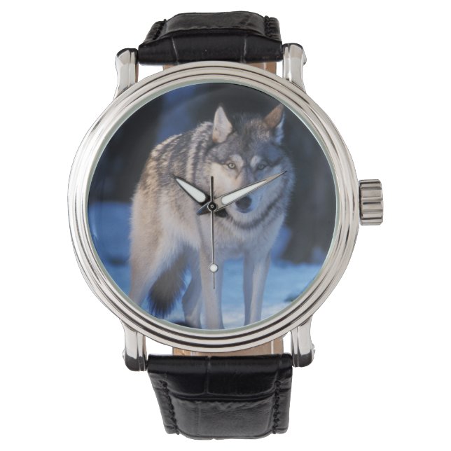 grå varg, Canis lupus, i förberg Armbandsur (Framsida)