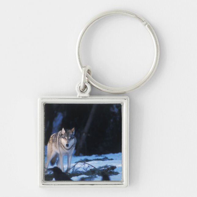 grå varg, Canis lupus, i förberg Fyrkantig Silverfärgad Nyckelring (Framsidan)