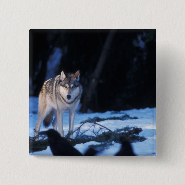 grå varg, Canis lupus, i förberg Knapp (Framsida)