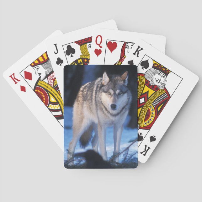 grå varg, Canis lupus, i förberg Kortlek (Baksidan)
