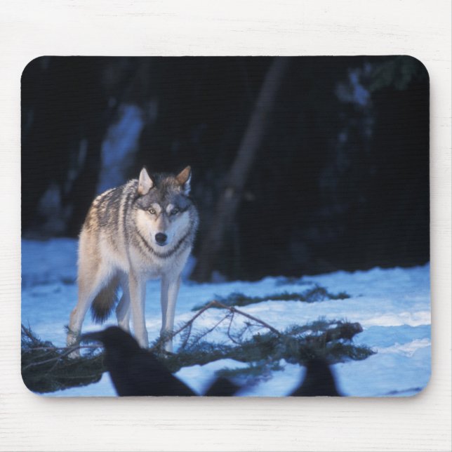 grå varg, Canis lupus, i förberg Musmatta (Framsidan)