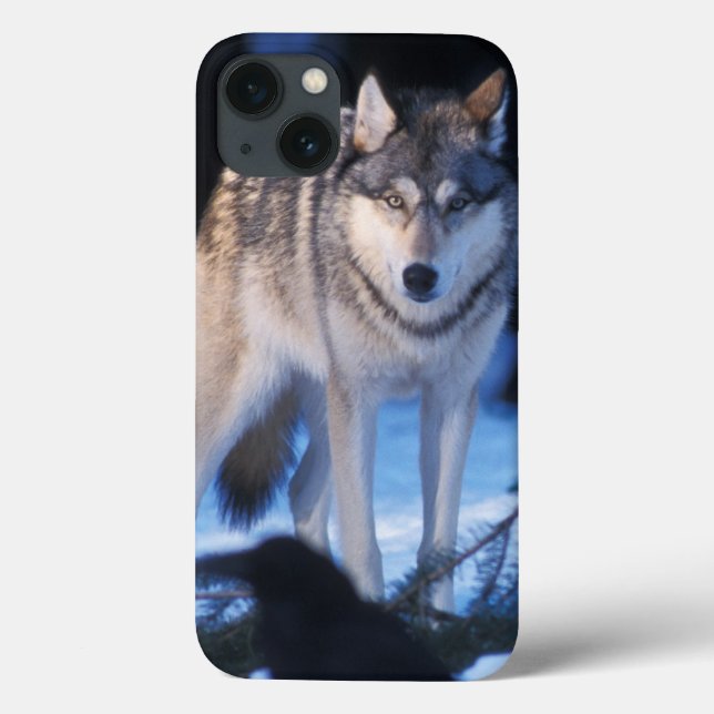 grå varg, Canis lupus, i förbergen (Baksida)