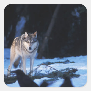 grå varg, Canis lupus, i förbergen Fyrkantigt Klistermärke