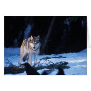 grå varg, Canis lupus, i förbergen Hälsningskort