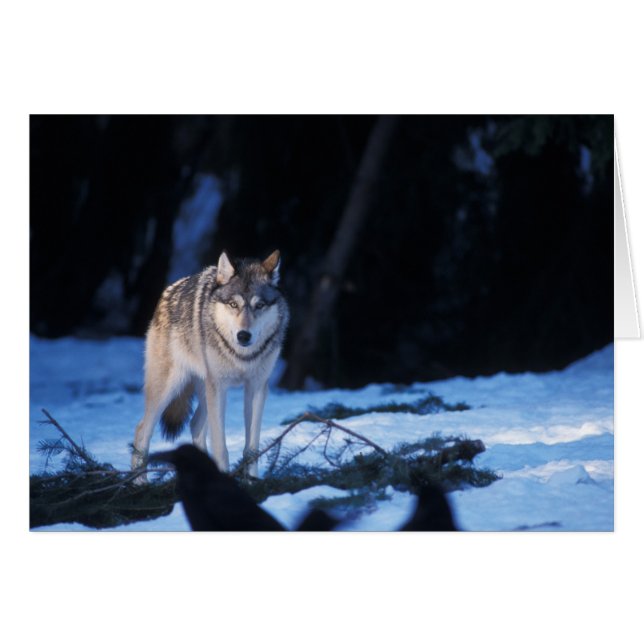 grå varg, Canis lupus, i förbergen Hälsningskort (Framsidan Horizontal)