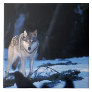 grå varg, Canis lupus, i förbergen Kakelplatta