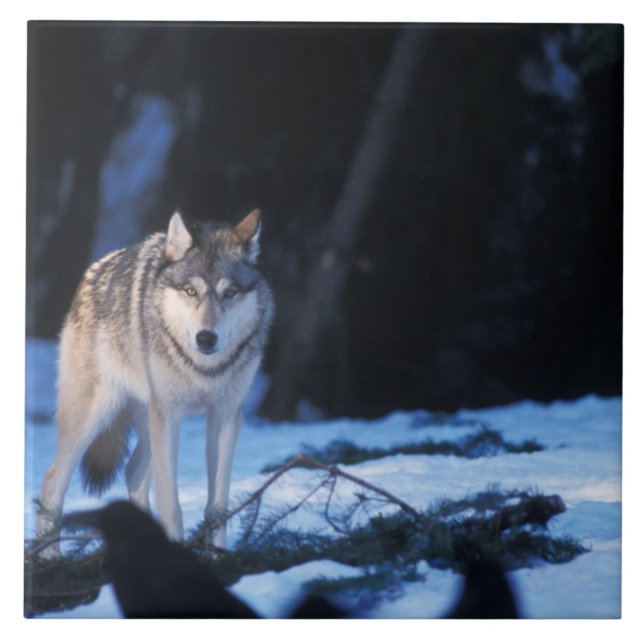 grå varg, Canis lupus, i förbergen Kakelplatta (Framsidan)