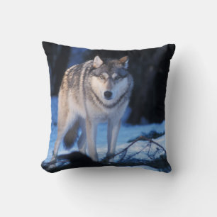 grå varg, Canis lupus, i förbergen Kudde