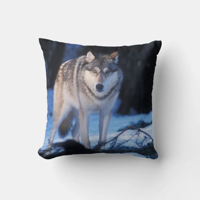 grå varg, Canis lupus, i förbergen Kudde (Framsida)