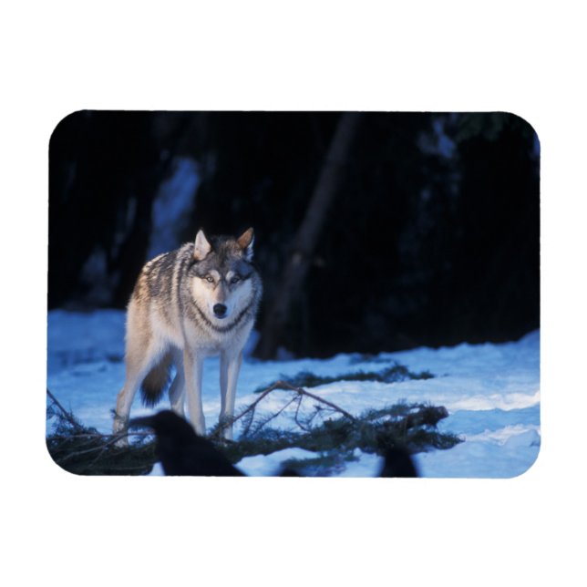 grå varg, Canis lupus, i förbergen Magnet (Horisontell)