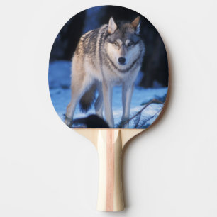grå varg, Canis lupus, i förbergen Pingisracket