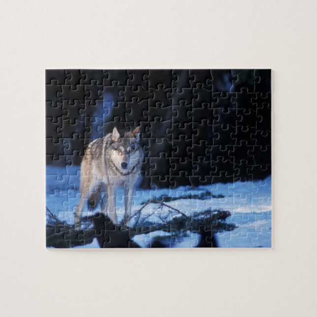 grå varg, Canis lupus, i förbergen Pussel (Horisontell)