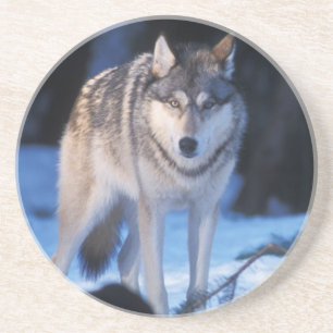 grå varg, Canis lupus, i förbergen Underlägg Sandsten