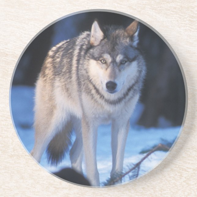 grå varg, Canis lupus, i förbergen Underlägg Sandsten (Framsidan)