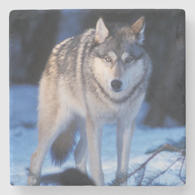grå varg, Canis lupus, i förbergen Underlägg Sten (Framsidan)