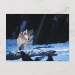 grå varg, Canis lupus, i förbergen Vykort