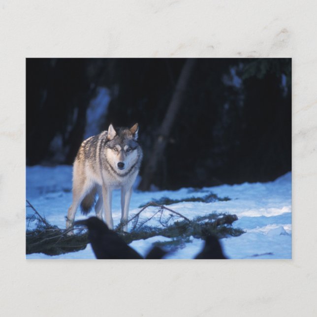 grå varg, Canis lupus, i förbergen Vykort (Framsida)