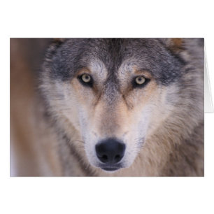 grå varg, Canis lupus, närbild på ögon Hälsningskort