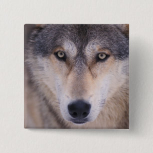 grå varg, Canis lupus, närbild på ögon Knapp