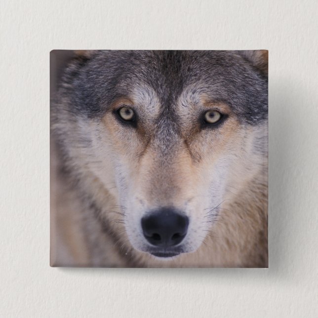 grå varg, Canis lupus, närbild på ögon Knapp (Framsida)