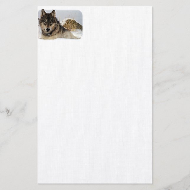 Grå varg eller timmervarg som lägger i snön brevpapper (Framsida)
