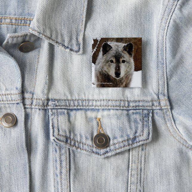 Grå varg i snö knapp (In Situ)