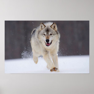 Grå varg poster