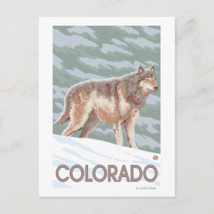 Grå Varg Stående Colorado Vykort