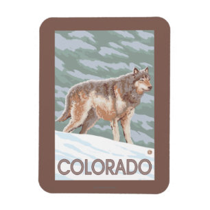 Grå varg StandingColorado Magnet