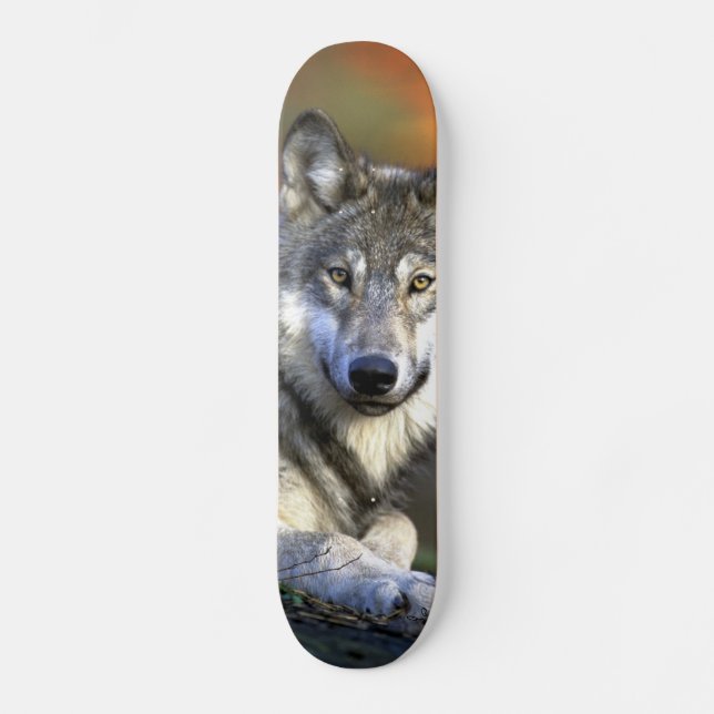 Grå varg - timmervarg - röd vargserie skateboard bräda 21,5 cm (Framsida)